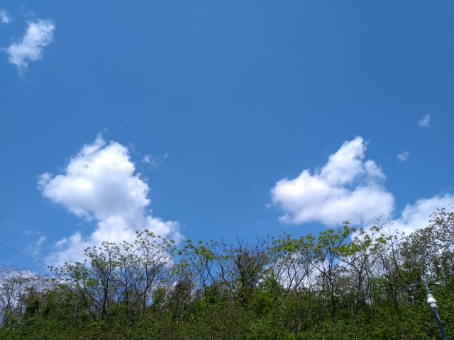 植物から見上げた空