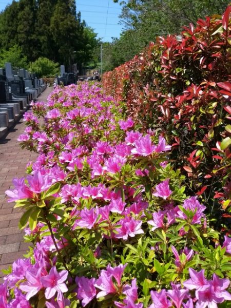 墓苑の花